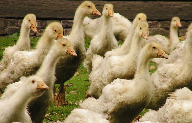 81.000 Ekor Itik Mati Terjangkit Flu Burung Varian Baru