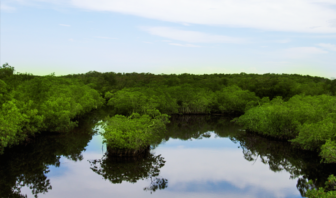 Ubah Kawasan Mangrove untuk Pariwisata, Gubernur Bali Digugat