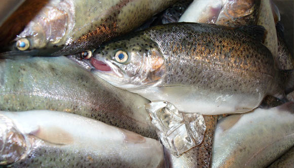 Pedagang Ikan di Kefamenanu Protes Sikap Arogan Satpol PP
