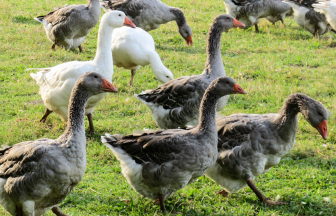 Peternak Itik Masih Bingung soal Penanganan Flu Burung