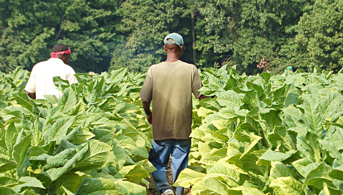 Enam Juta Petani Tembakau Terancam Kehilangan Pendapatan