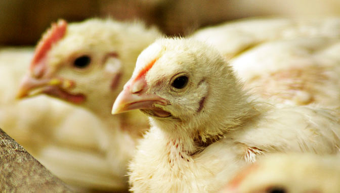 Bali Keluarkan Aturan untuk Melindungi Peternak Babi dan Ayam