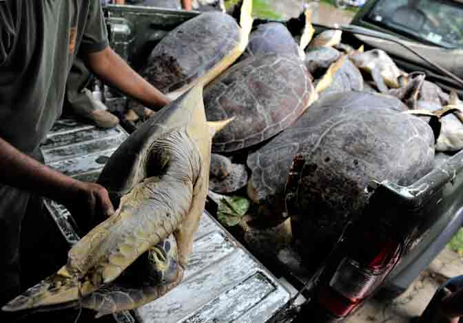 Perdagangan Penyu Hidup Terus Meningkat