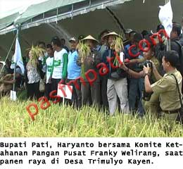 Petani Pati Panen Raya Padi Ciherang