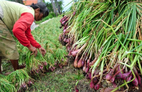 Musim Hujan, Petani Bawang di Mojokerto Rugi