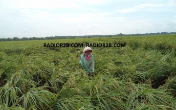 Angin Kencang Rusak Tanaman Padi di Rembang