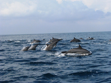Teluk Kiluan, Daya Tarik Lampung