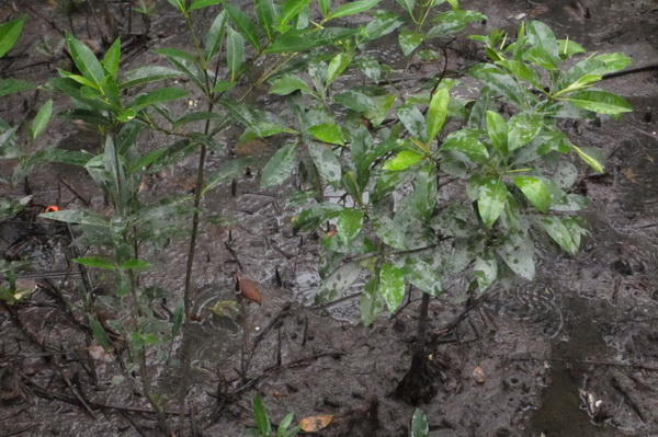 Nunukan Minta Pusat Tetapkan Kawasan Konservasi Hutan Mangrove di Perbatasan