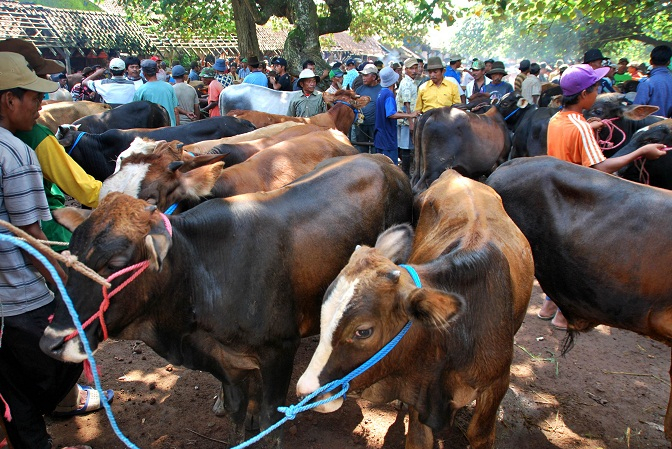 Harga Daging Sapi Melonjak, Pedagang Bakso Pakai Daging Ayam