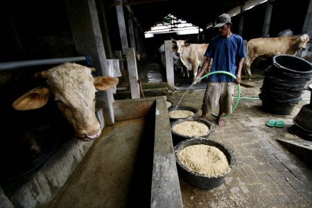 Harga Pakan Sapi di Jombang, Jatim Naik 100%