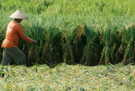 DPR Dorong Pemerintah Perbanyak Lumbung Pangan