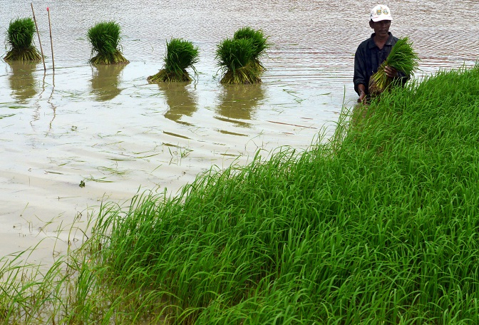 Sawah Kebanjiran, Petani di Jombang Tak Dapat Ganti Rugi