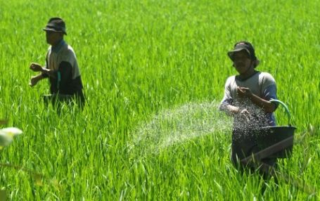 Rekanan PUSRI di Polman Batasi Distribusi Pupuk