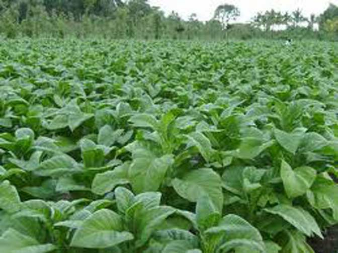 Petani Tembakau Mojokerto Terancam Gulung Tikar