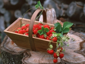 Wisata ke Pondok Strawberry di Pacet