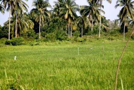 Buka Sawah Baru di Nunukan, Pemprov Kaltim Siapkan 16 Miliar