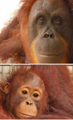 20 Orangutan Kalimantan Dikembalikan Ke Hutan