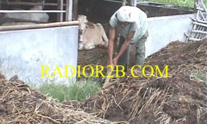 Rembang Kembangkan Biogas dari Kotoran Sapi