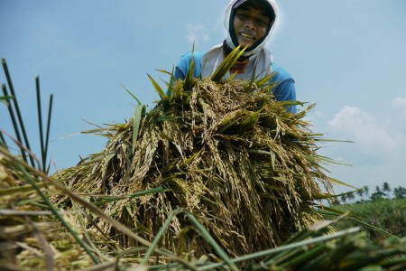 Hama Tikus Serang 20 Ribu Hektar Sawah di Banyuwangi