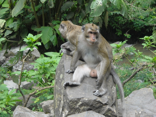 Profauna : Meningkat, Perburuan Satwa di Gunung Kawi Malang