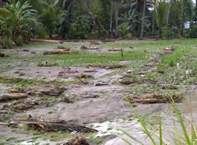 Pasca Banjir, Ratusan Hektar Sawah di Mandailing Natal Teredam Lumpur