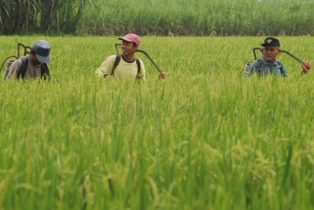 Hama Wereng Serang Ratusan Hektar Sawah di Kudus
