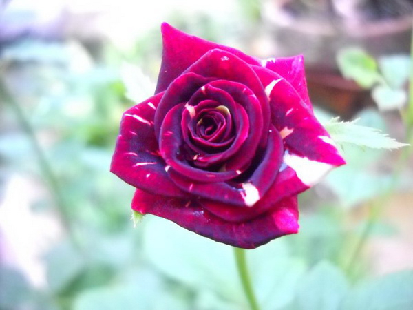 NTB Siap Wakili Indonesia di Ajang Pasadena Rose Amerika