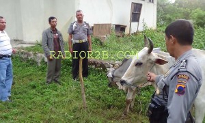 Pura-Pura Sapinya Hilang, Peternak di Rembang Masuk Bui