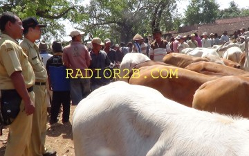 Penjagal Sapi di Rembang Dilarang Sembelih Sapi Produktif