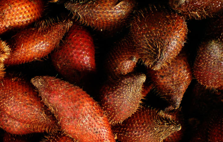 Salak Sibakua, Usaha yang Menggiurkan di Tapanuli