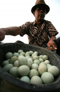 Freeport Tak Terima Telur dan Daging Lokal Papua