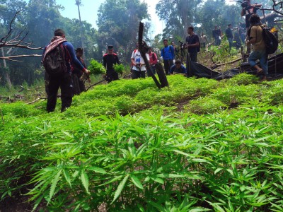 Pengiriman 4008 Gram Ganja dari Medan ke Balikpapan Digagalkan