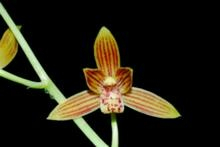 Cymbidium hartinahianum alias Angrek Tien Soeharto Dari Sumut