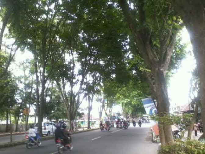 Pemkab Mojokerto Waspadai Lokasi Rawan Pohon Tumbang