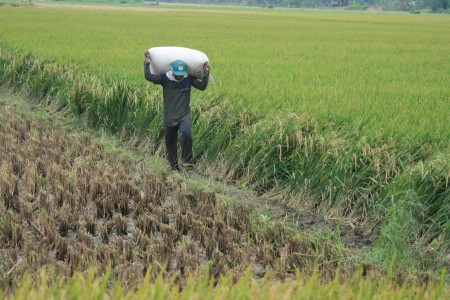 Ratusan Hektar Padi di Kudus Puso Akibat Banjir