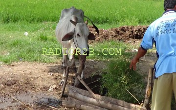 Daging Mahal, Sapi di Rembang Diduga Diracuni