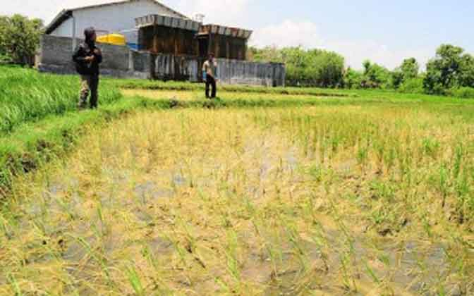 Limbah Pabrik Es Diduga Cemari Sawah Warga di Rembang