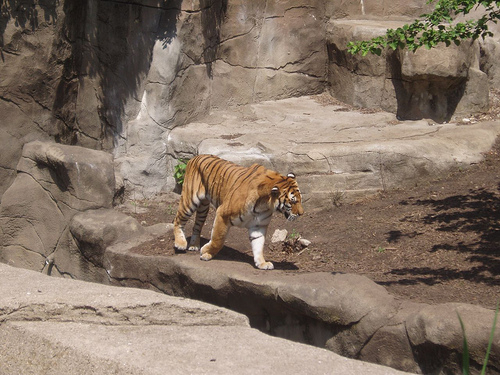 Petani Tewas Diterkam Harimau di Mandailing Natal