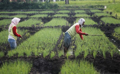 Petani di Mojokerto Mulai Tanam Bibit Bawang