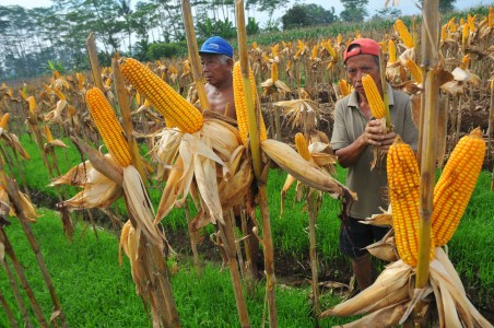 Aceh Tenggara dan Aceh Selatan Jadi Sentra Jagung