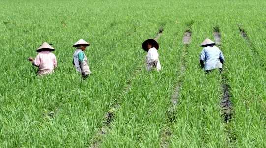 Aceh Andalkan 6 Kabupaten untuk Lumbung Padi