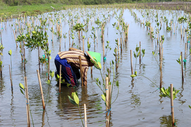 Ratusan Hektar Mangrove di Pesisir Pantai Manado Rusak