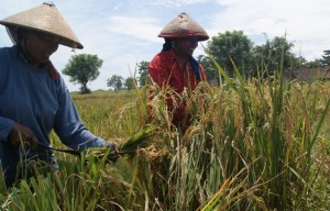 Musim Panen Datang, Petani Jombang Berharap Harga Gabah Tak Anjlok