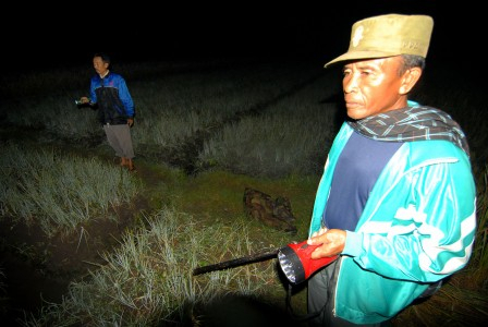 Hindari Pencurian, Petani Bawang di Jombang Meronda