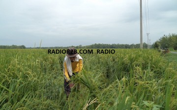 Hasil Panen Padi di Rembang Anjlok Hingga 50%