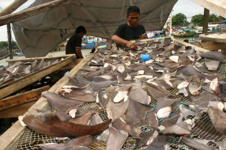 Perlu Aturan untuk Melindungi Hiu