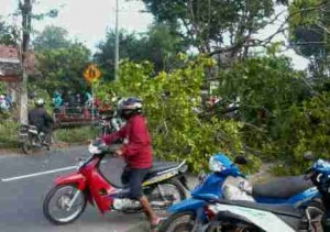 Dinas PU Jombang Lalai, Banyak Pohon Tua Tumbang