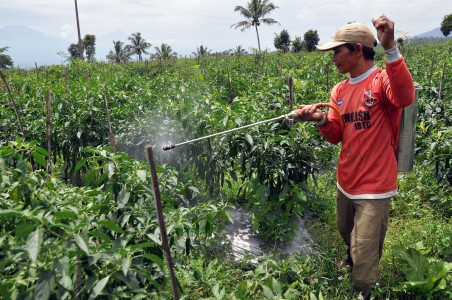 Hama Wereng Serang 7 Kecamatan di Jombang