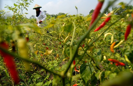Apindo: Impor Selamatkan Harga Cabai