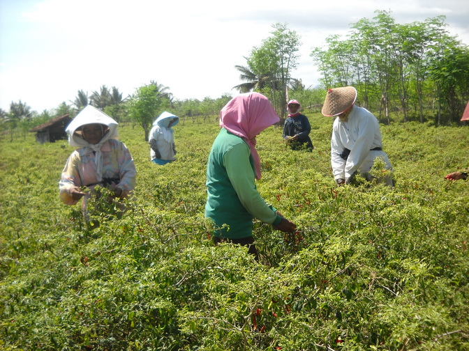 Sensus Pertanian, BPS Banyuwangi Siapkan 2000 Petugas